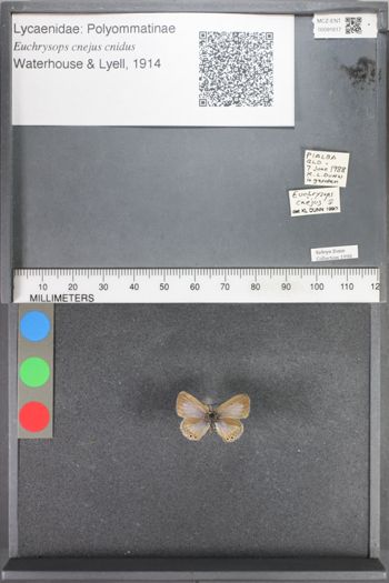 Media type: image;   Entomology 91617